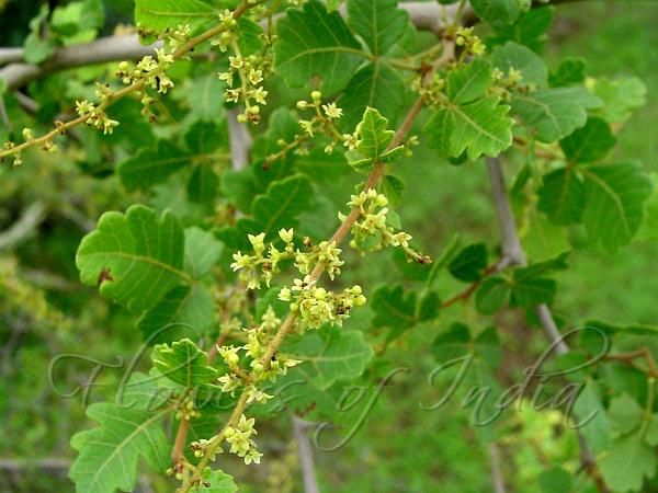 Mysore Sumac